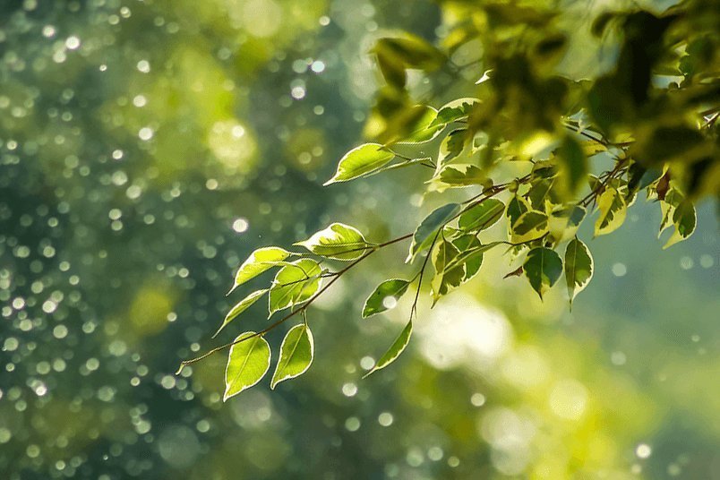 あなたにできるエシカルな選択肢 - 【公式サイト】SNOW FOX SKINCARE オンラインショップ