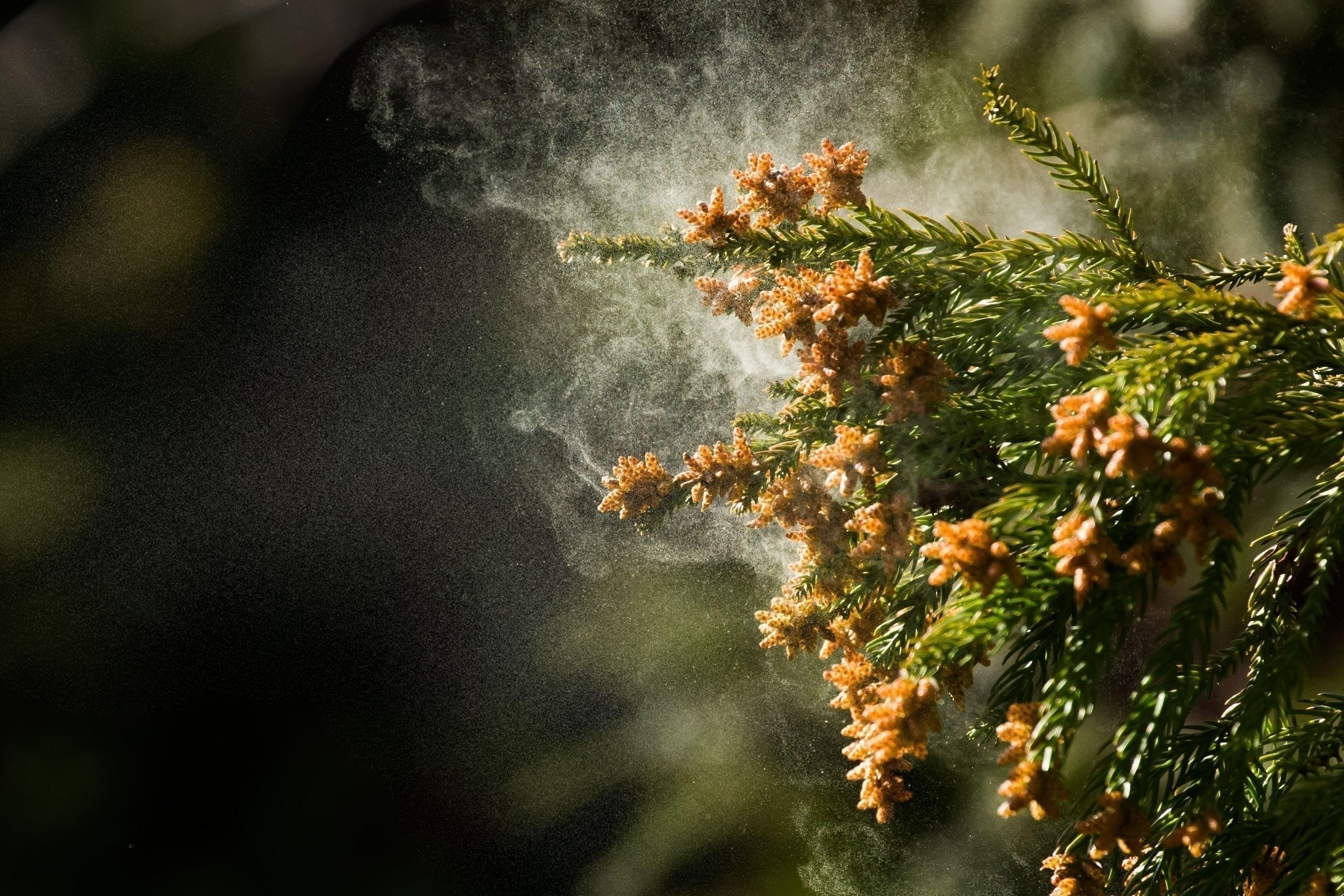 花粉が引き起こす肌荒れとは? 症状や対策、おすすめスキンケアを紹介 - 【公式サイト】SNOW FOX SKINCARE オンラインショップ