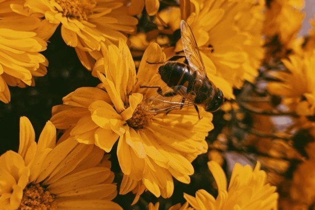 More マネー & More ハニー - 【公式サイト】SNOW FOX SKINCARE オンラインショップ